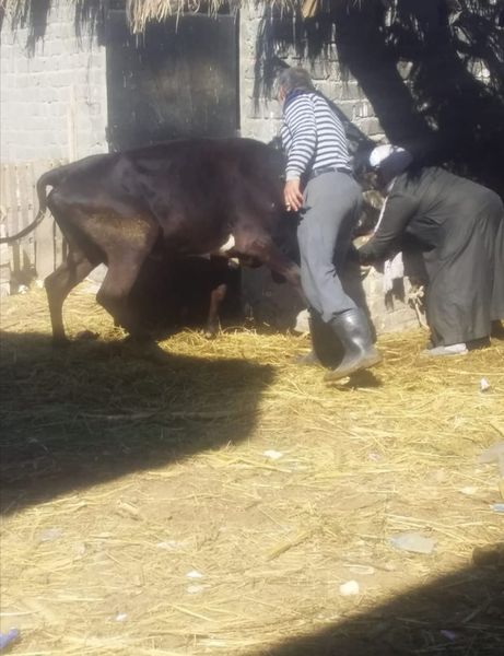 حملة تعقيم ضد الجلد العقدي بالإسماعيلية ..صور