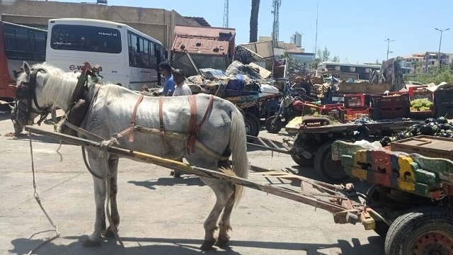 جهاز دمياط الجديد يشن حملة على التكاتك والنباشين والمحلات المخالفة.. بالصور