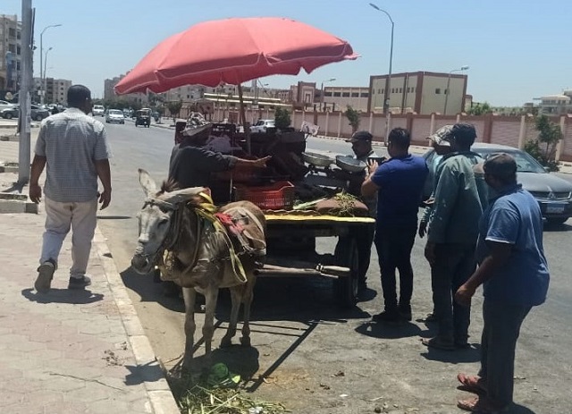 جهاز دمياط الجديد يشن حملة على التكاتك والنباشين والمحلات المخالفة.. بالصور