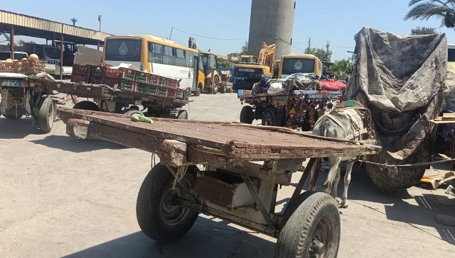 جهاز دمياط الجديد يشن حملة على التكاتك والنباشين والمحلات المخالفة.. بالصور