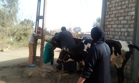 مصر الخير تنظم قافلة بيطرية  لعلاج المواشي بالمجان بالمنوفية