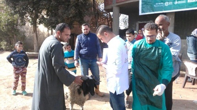 مصر الخير تنظم قافلة بيطرية  لعلاج المواشي بالمجان بالمنوفية