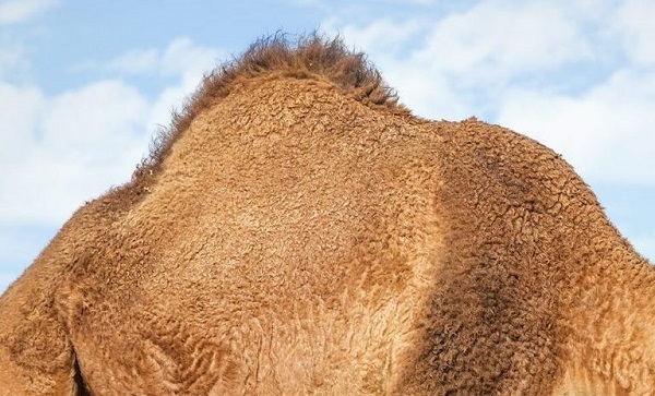سنام الجمل