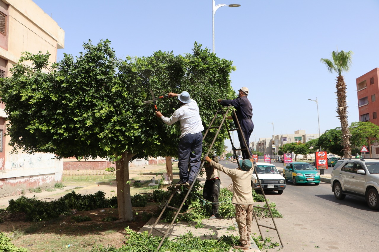 صيانة الأشجار والمسطحات الخضراء بمدينتى السادات ودمياط الجديدة