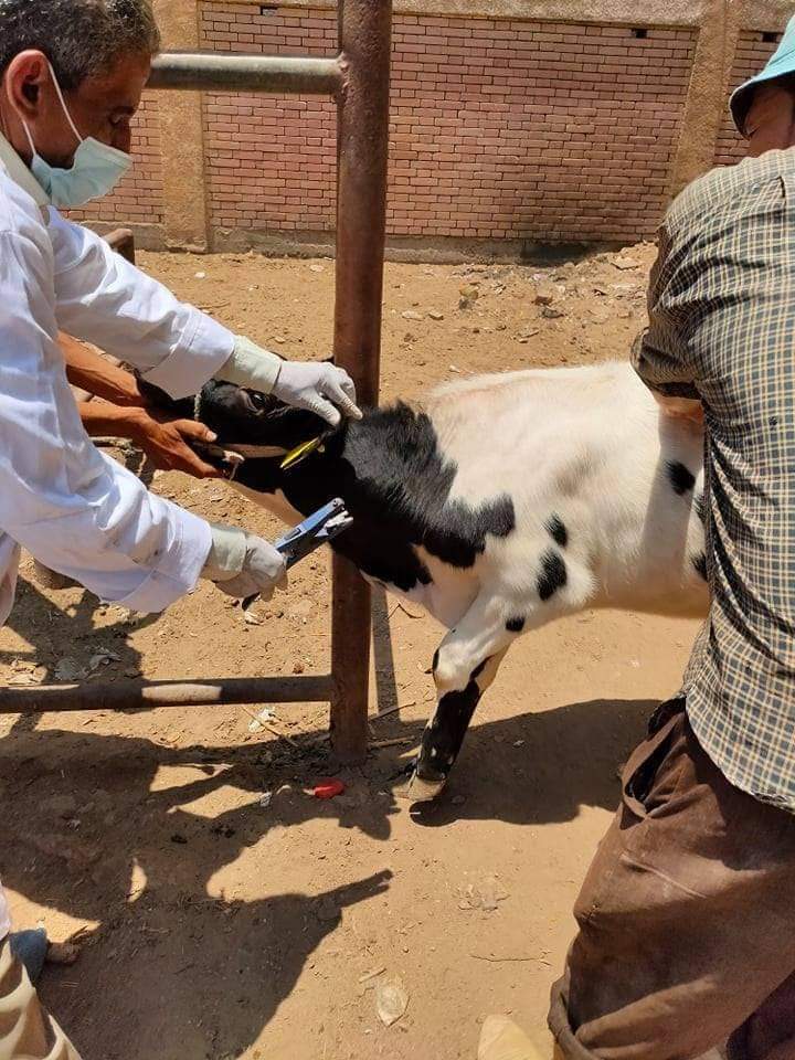 تحصين رؤوس الماشية