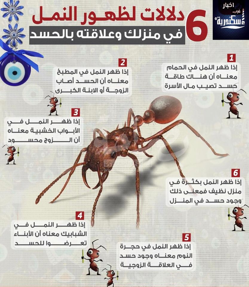 ينتشر بمواقع التواصل الاجتماعى بوستات تشير عن علاقة بين انتشار النمل والحسد فهل ذلك صحيح ؟ .. دار الإفتاء تجيب
