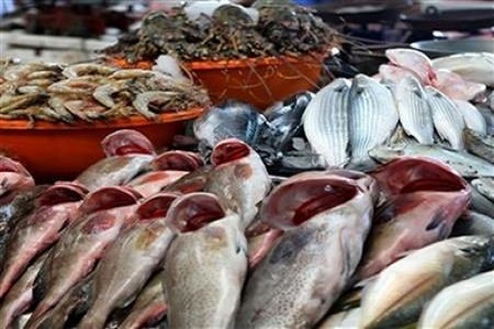 اسعار السمك اليوم