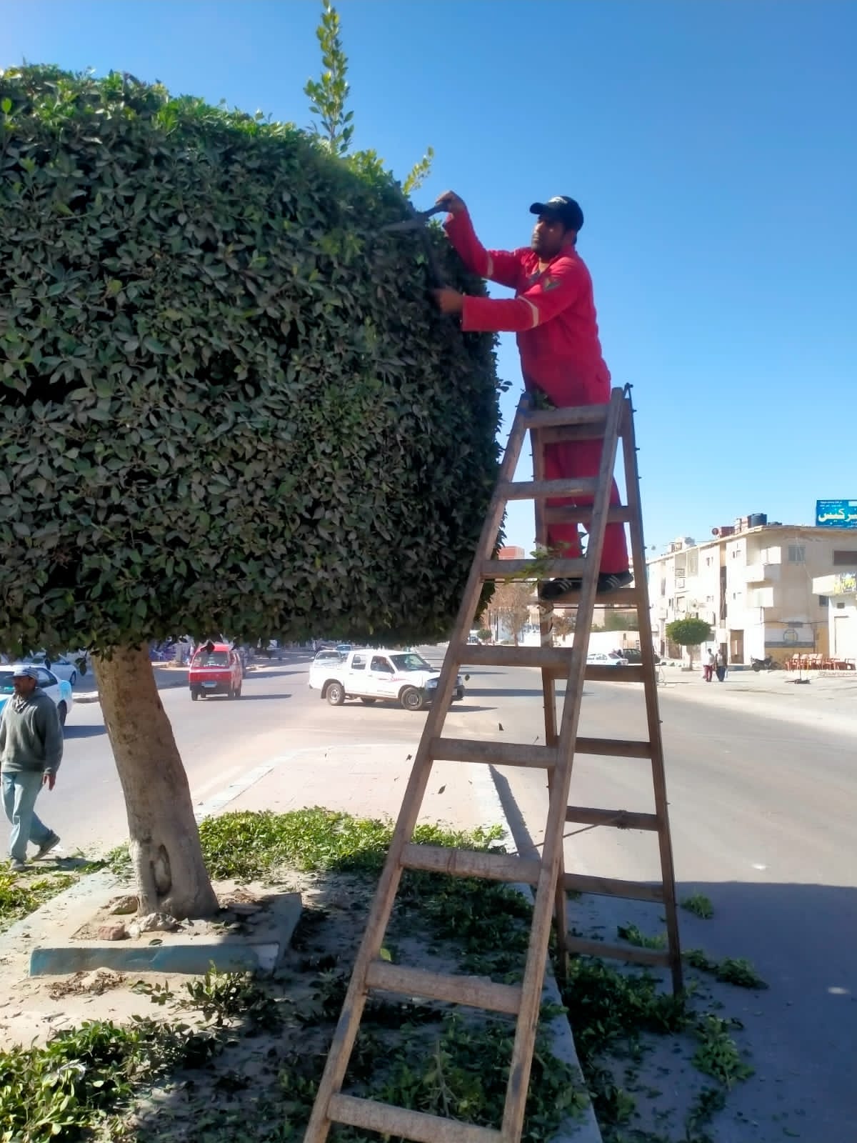 رئيس مدينة مطروح يتابع أعمال التشجير والتجميل بشوارع مرسي مطروح