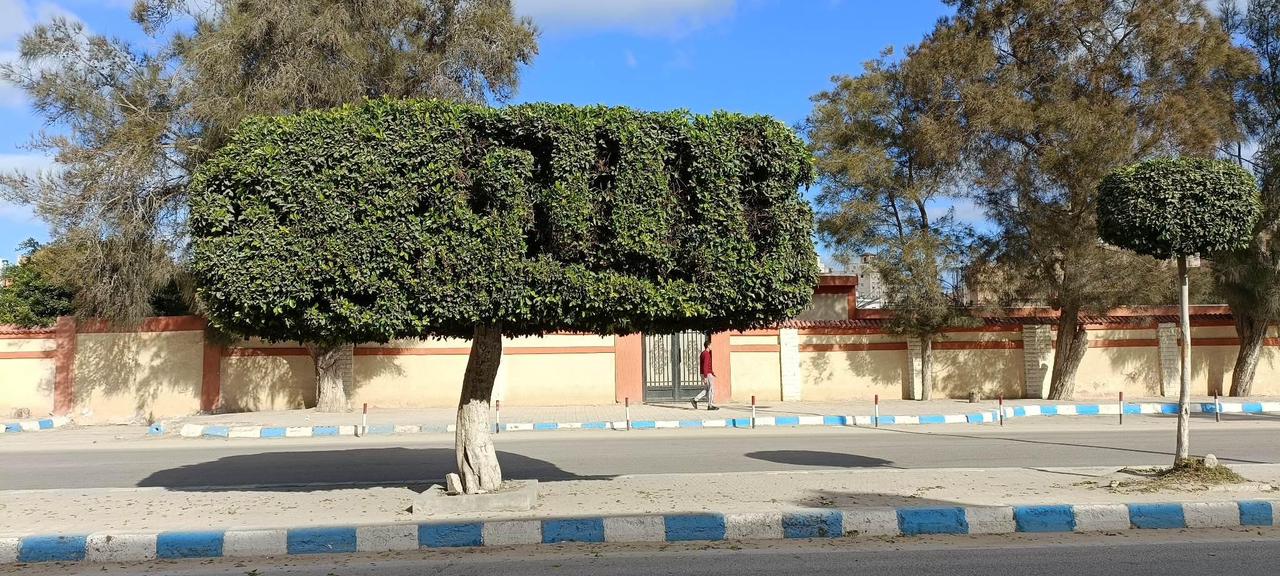 رئيس مدينة مطروح يتابع أعمال التشجير والتجميل بشوارع مرسي مطروح