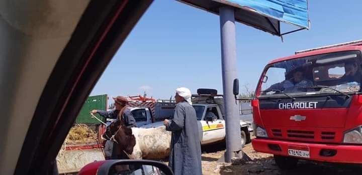 سوق المواشى يهدد حياة المواطنين بطريق بلقاس .جمصة 