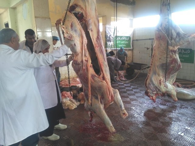 ذبح 30 رأس ماشية وتوزيعها على الأسر المستحقة بقرى الشرقية