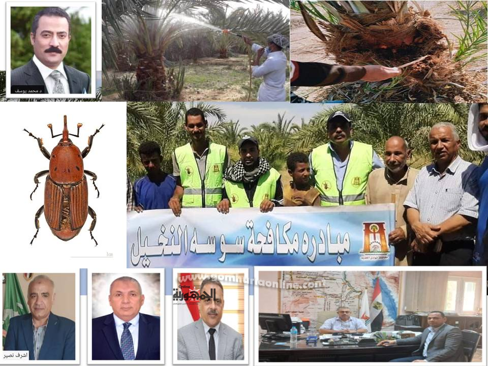 سوسة النخيل الحمراء.. آفة خطيرة