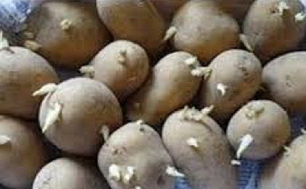 براعم البطاطس