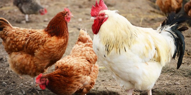 أسعار الدواجن