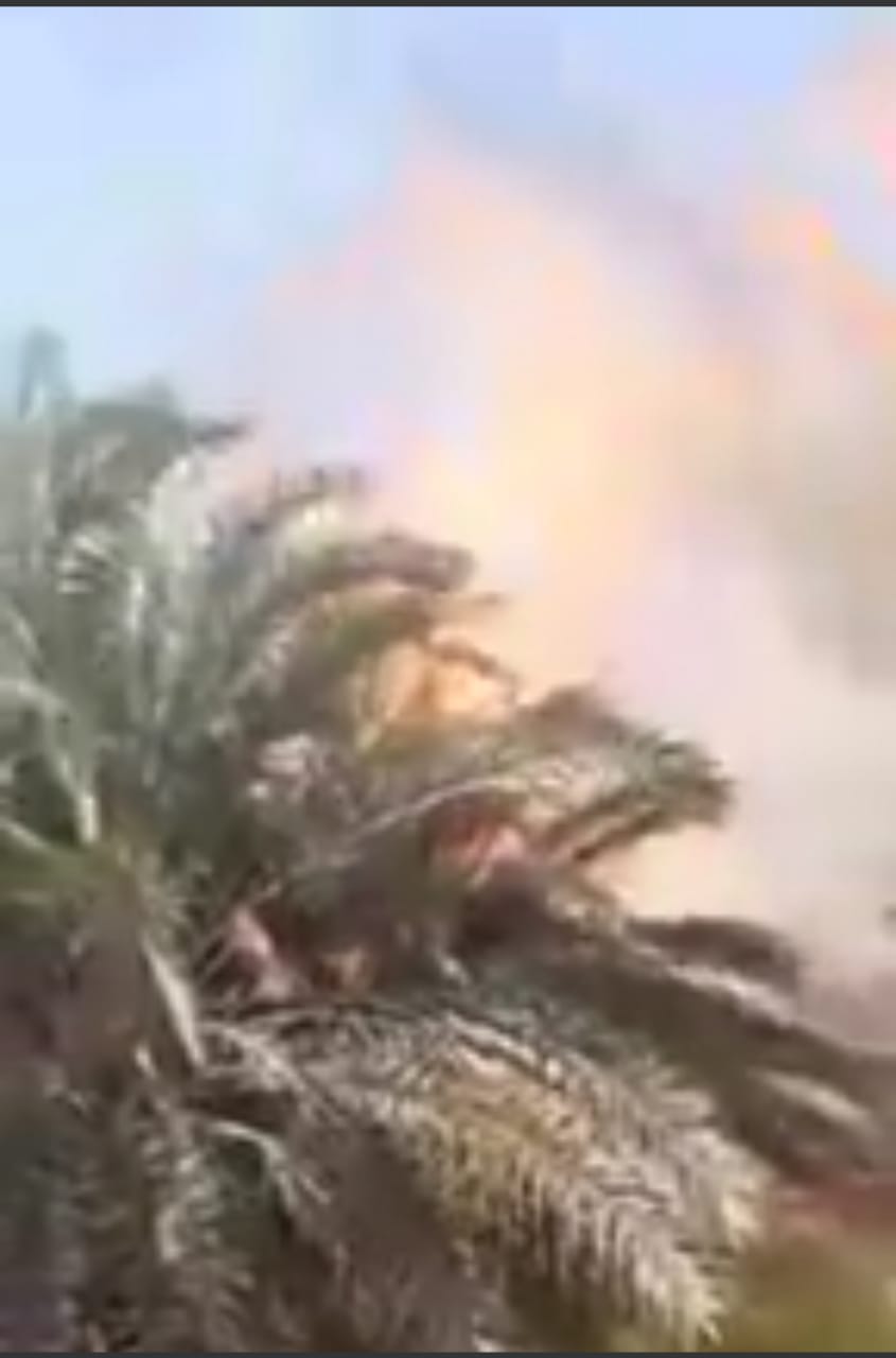 السيطرة على عدة حرائق بمزارع نخيل سيوة 