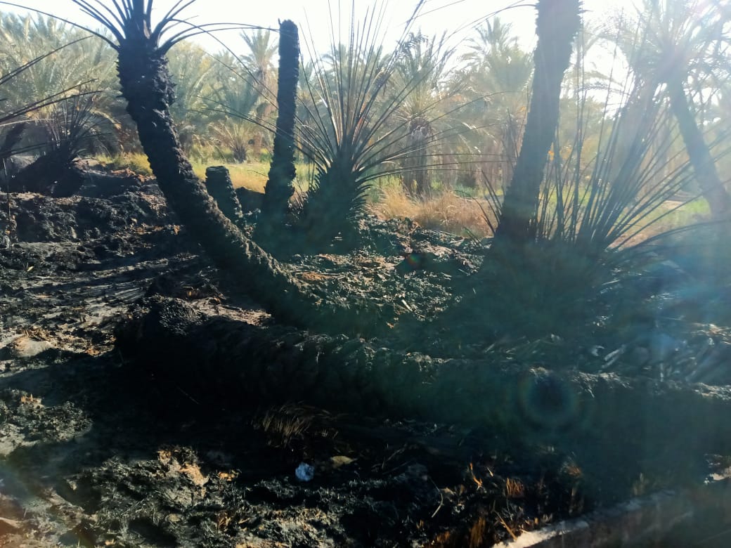 السيطرة على عدة حرائق بمزارع نخيل سيوة 