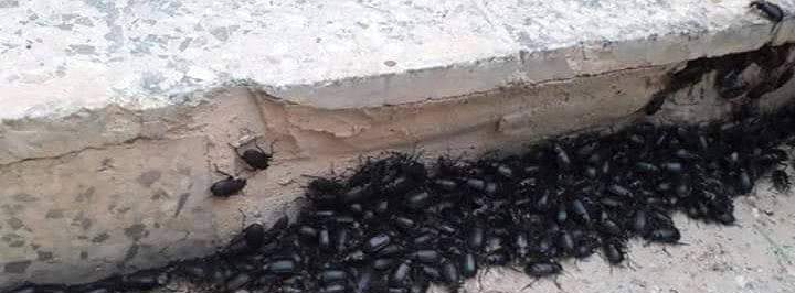 تعرف على ظهور حشرة الخنفساء بالأقصر
