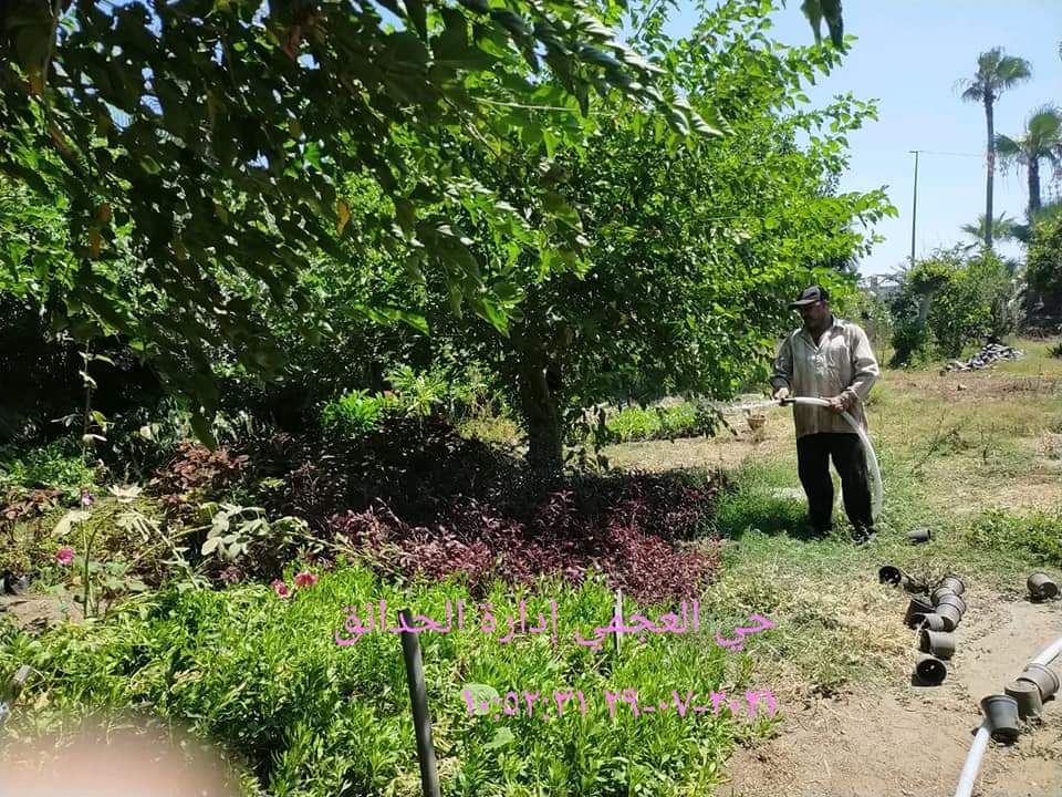 حدائق العجمى تواصل جهودها للإرتقاء بالمظهر الجمالى لحدائق الحى