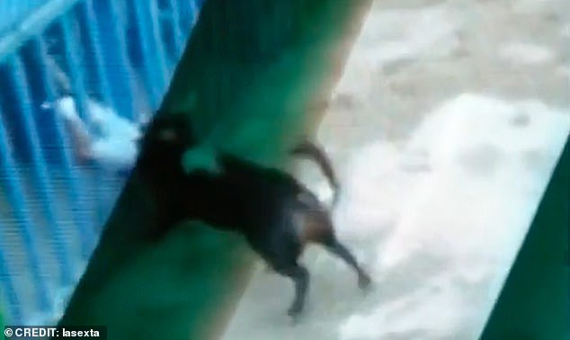  ثور هائج يقتل رجل خمسيني بمهرجان كريستو دي لاكورا لمصارعة الثيران..صور