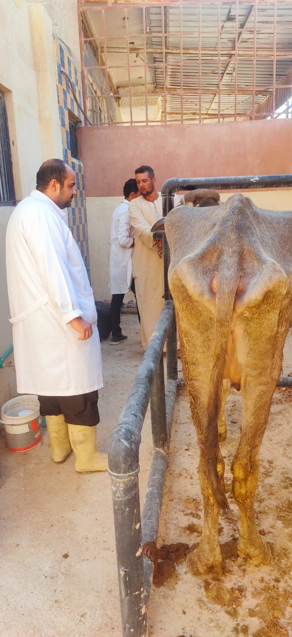 قافلة المعهد القومي للبحوث توقع الكشف وعلاج 8500 ماشية وطيور بمطروح