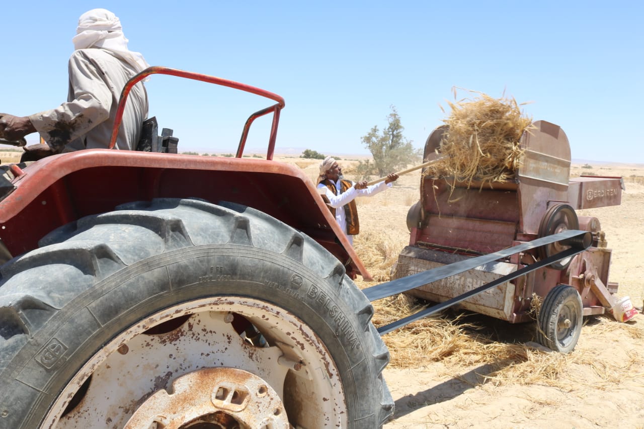 افتتاح موسم الحصاد بشمال سيناء