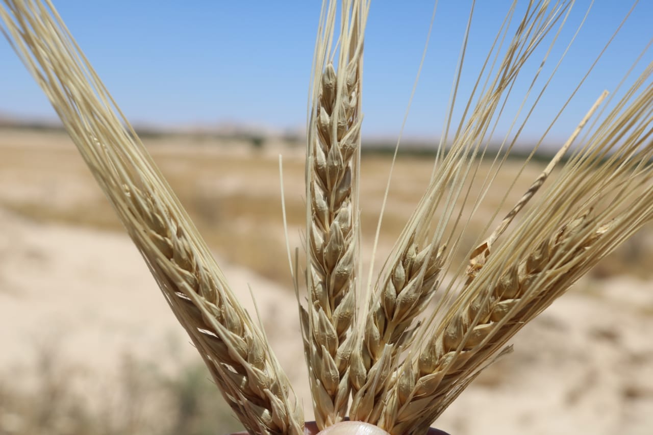 افتتاح موسم الحصاد بشمال سيناء