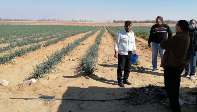 استرداد وحجز ادارى لقطعتى اراض بمساحة ٢٠٨ فدان من غير الجادين بوادى النطرون