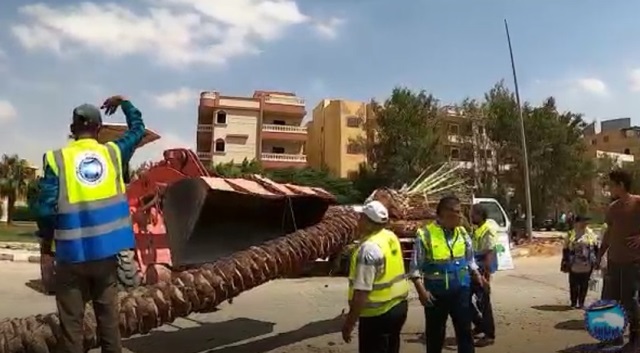 تعرف على تفاصيل زراعة أكثر من 350 شجرة ونخلة لمستقبل وطن مدينة بدر.. بالفيديو