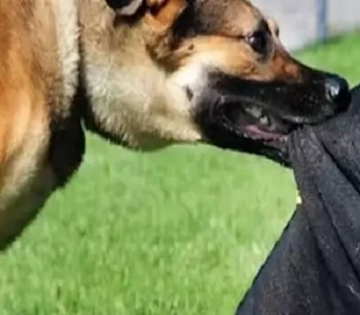 كشف ملابسات فيديو اعتداء كلب على مسن بشبرا الخيمة وضبط المتهم