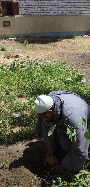 محافظ أسيوط: استمرار تنفيذ أعمال تشجير وزراعة شتلات بمركز صدفا