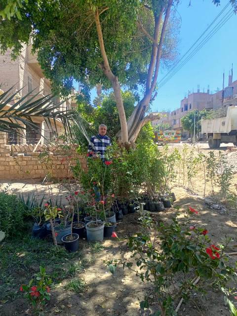 محافظ أسيوط: استمرار تنفيذ أعمال تشجير وزراعة شتلات بمركز صدفا