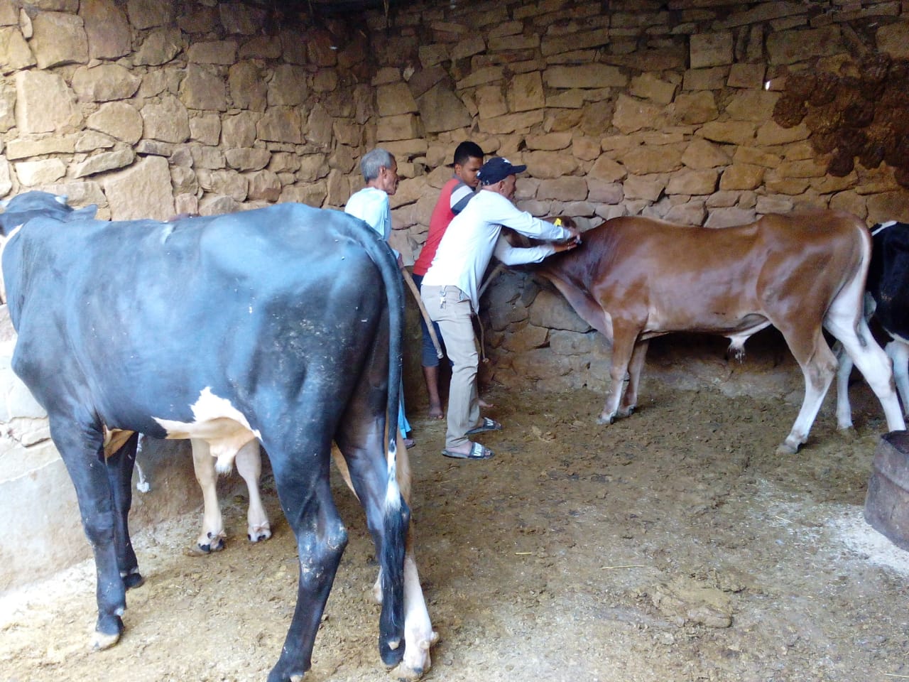 الزراعة: تحصين 2 مليون و٢٠٠ ألف رأس ماشية ضد مرض الحمي القلاعية و الوادي المتصدع 