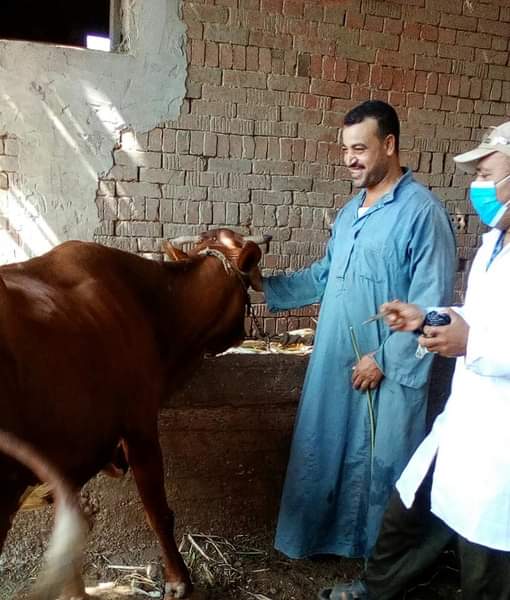 الزراعة: تحصين 2 مليون و٢٠٠ ألف رأس ماشية ضد مرض الحمي القلاعية و الوادي المتصدع 