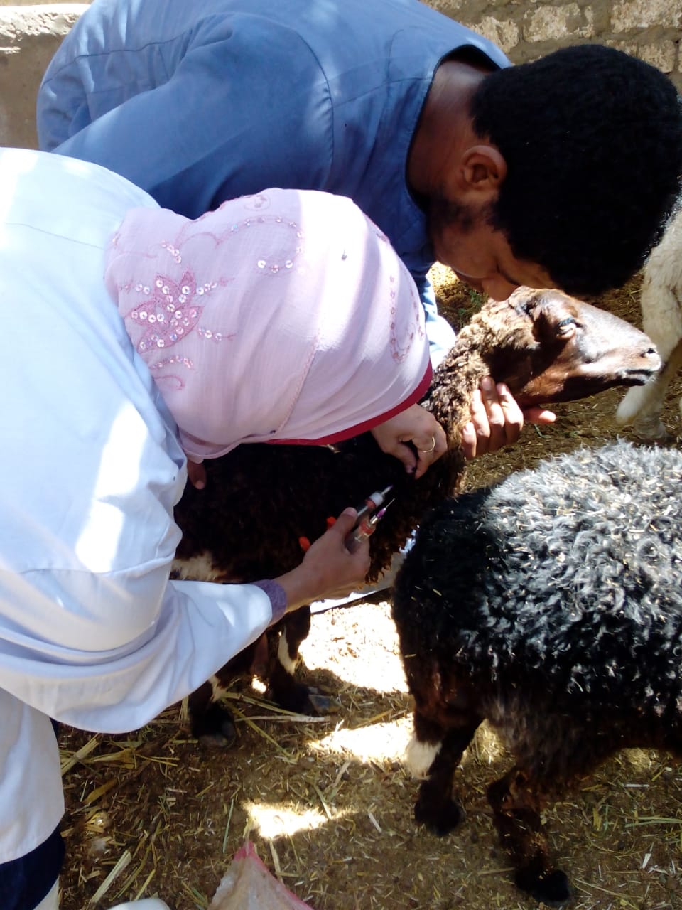 الزراعة: تحصين 2 مليون و٢٠٠ ألف رأس ماشية ضد مرض الحمي القلاعية و الوادي المتصدع 
