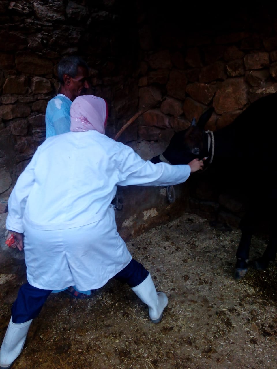 الزراعة: تحصين 2 مليون و٢٠٠ ألف رأس ماشية ضد مرض الحمي القلاعية و الوادي المتصدع 