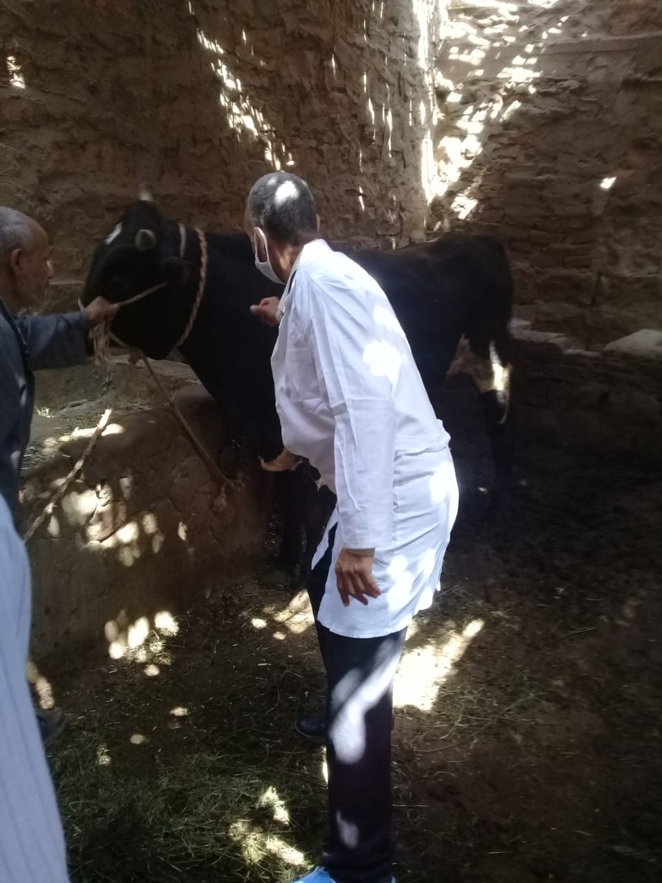 الزراعة: تحصين 2 مليون و٢٠٠ ألف رأس ماشية ضد مرض الحمي القلاعية و الوادي المتصدع 