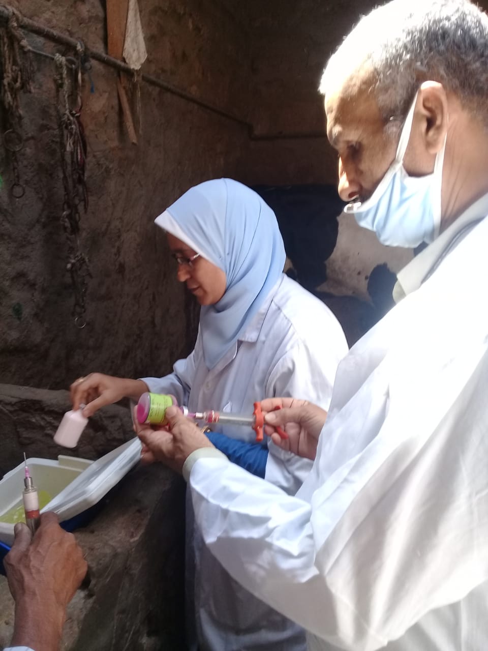 الزراعة: تحصين 2 مليون و٢٠٠ ألف رأس ماشية ضد مرض الحمي القلاعية و الوادي المتصدع 