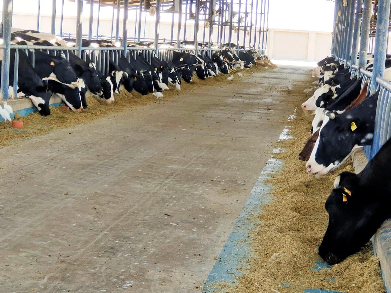 الاستثمار‭ ‬قاطرة‭ ‬التنمية‭ ‬فـى‭..‬‮«‬الجـمهورية‭ ‬الجديدة‮»‬‭ ‬