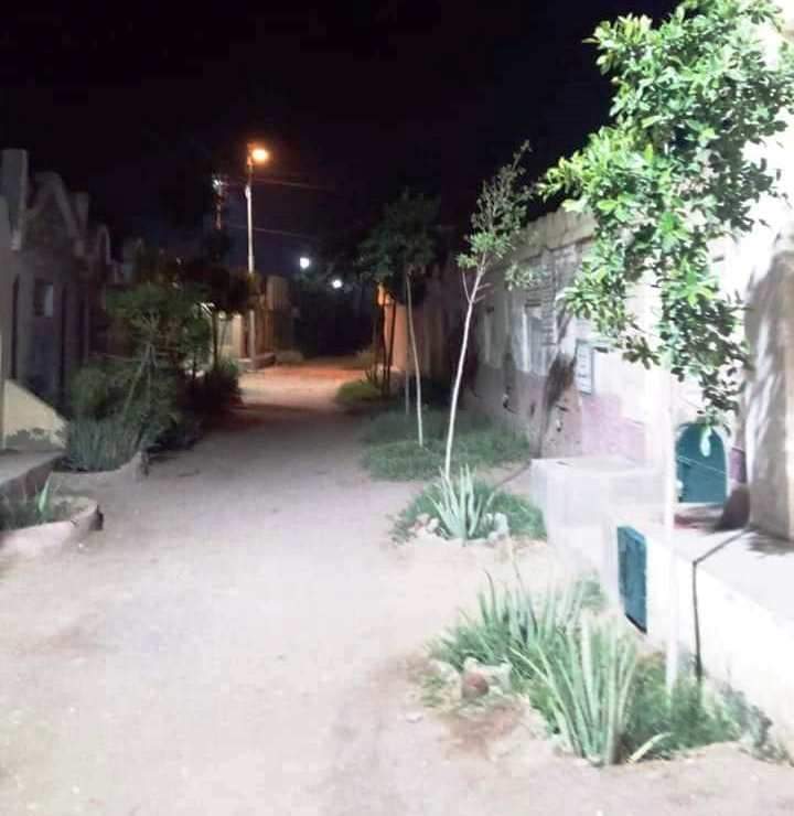 زراعة 1570 شجرة بحي غرب سوهاج