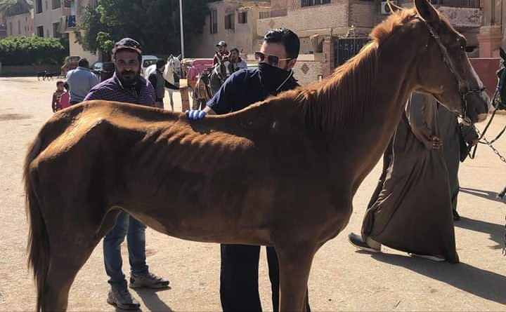 مبادرة لإنقاذ الخيول بنزلة السمان بعد توقف السياحة بسبب كورونا