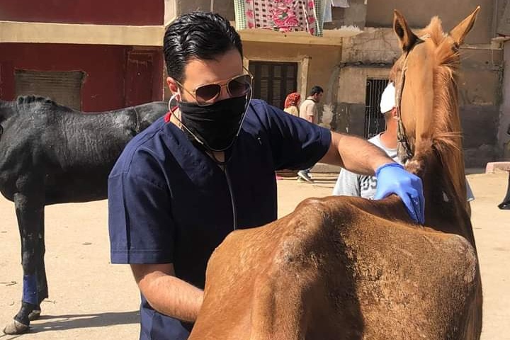 مبادرة لإنقاذ الخيول بنزلة السمان بعد توقف السياحة بسبب كورونا