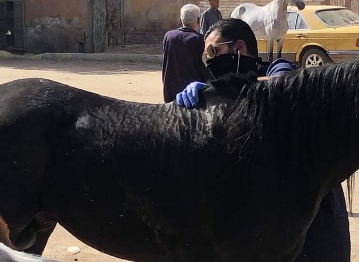 مبادرة لإنقاذ الخيول بنزلة السمان بعد توقف السياحة بسبب كورونا