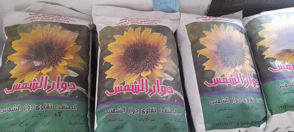 تقاوي و إرشادات ..الإسماعيلية تستعد لزراعة محصول عباد الشمس ..صور