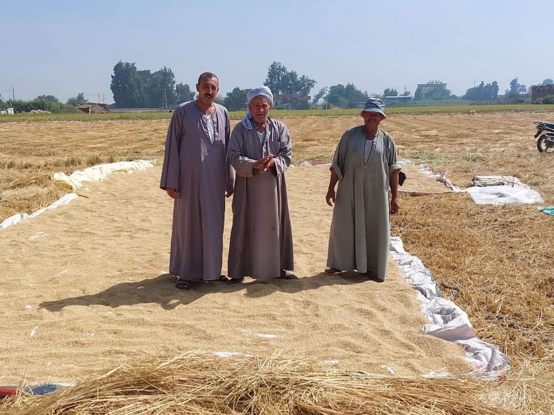 محافظ الشرقية:الإنتهاء من حصاد 293916 فدان أرز 