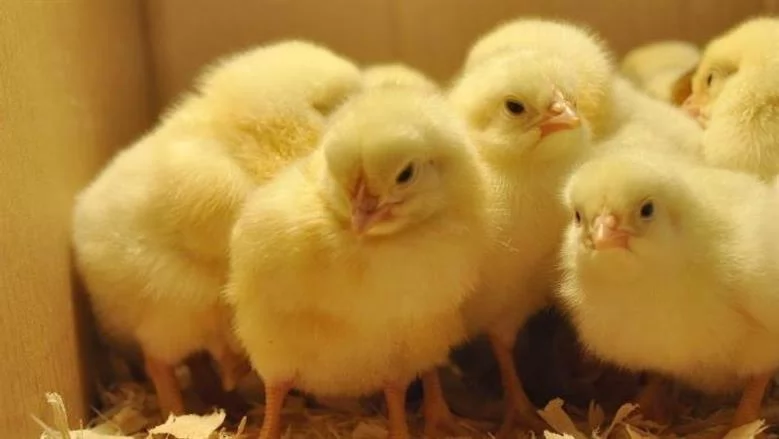 سعر الكتاكيت