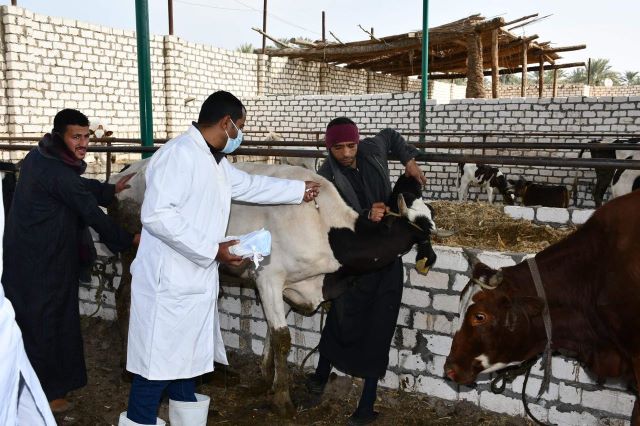  إطلاق الحملة القومية الأولى لتحصين الماشية ضد الحمى القلاعية فى لفيوم.. بالصور