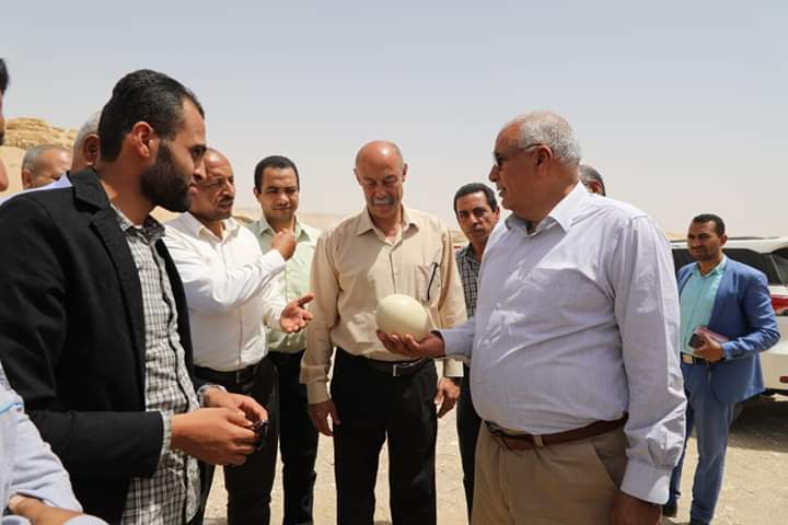 بيض النعام أول بشائر الإستثمار على مساحة ١٥٠ فدان بالوادى الجديد.صور