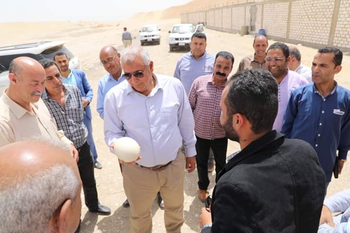 بيض النعام أول بشائر الإستثمار على مساحة ١٥٠ فدان بالوادى الجديد.صور