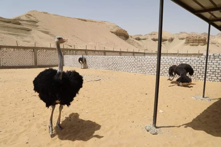 بيض النعام أول بشائر الإستثمار على مساحة ١٥٠ فدان بالوادى الجديد.صور