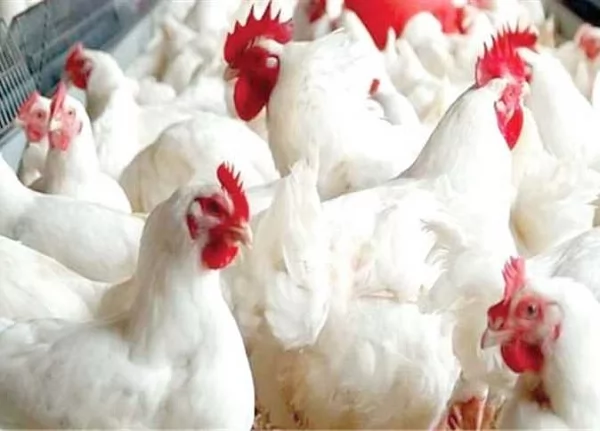 أسعار الدواجن تهبط 30%.. الكيلو بـ 73 جنيهًا داخل المزرعة 